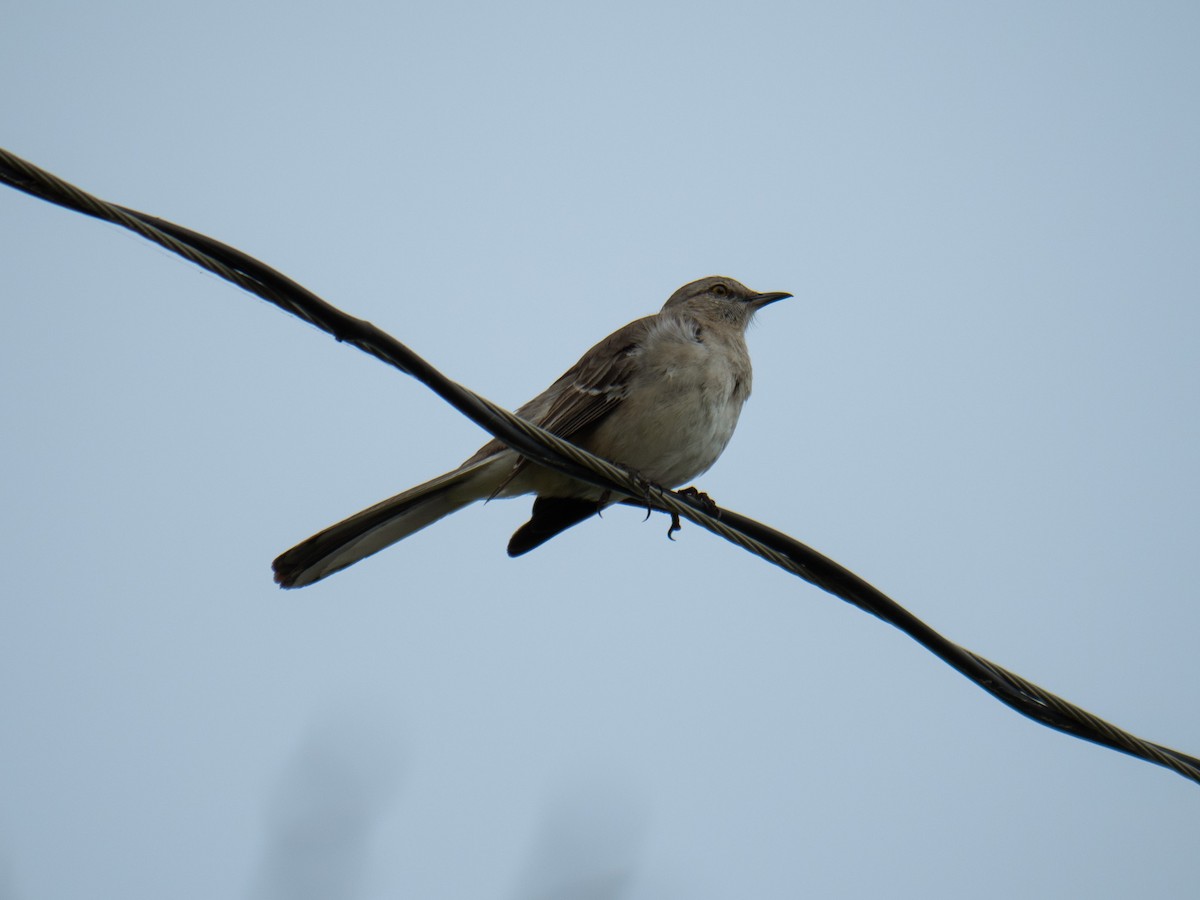 Northern Mockingbird - Todd Bensmiller