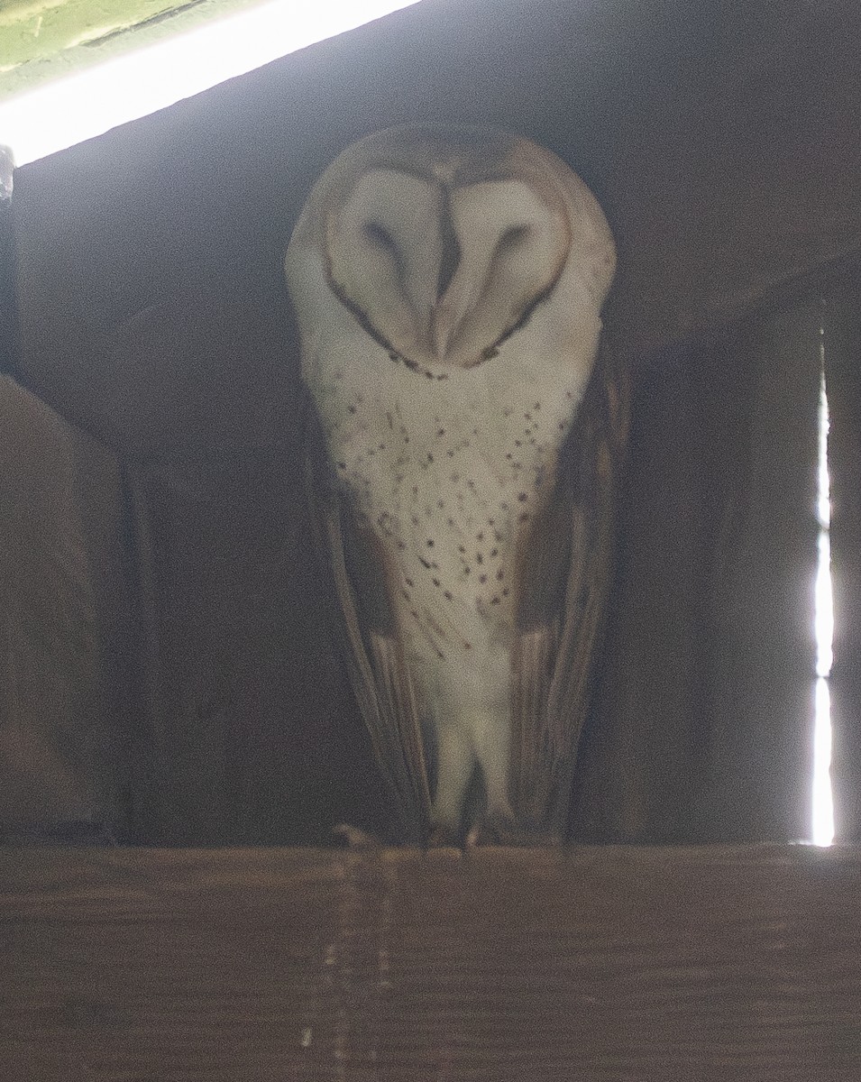 Barn Owl - Elizabeth Crouthamel