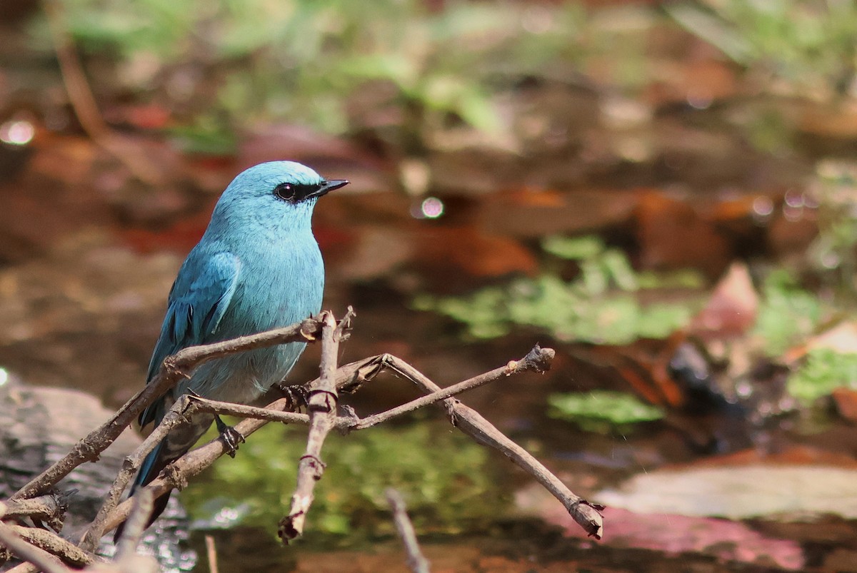 Verditer Flycatcher - PANKAJ GUPTA