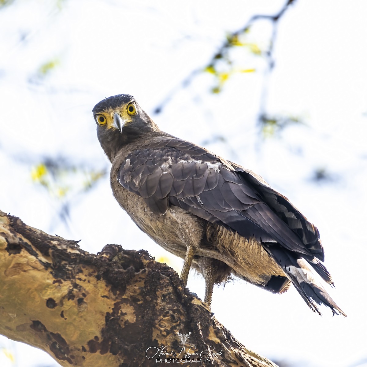 Crested Serpent-Eagle - Ahmad Najam Saquib