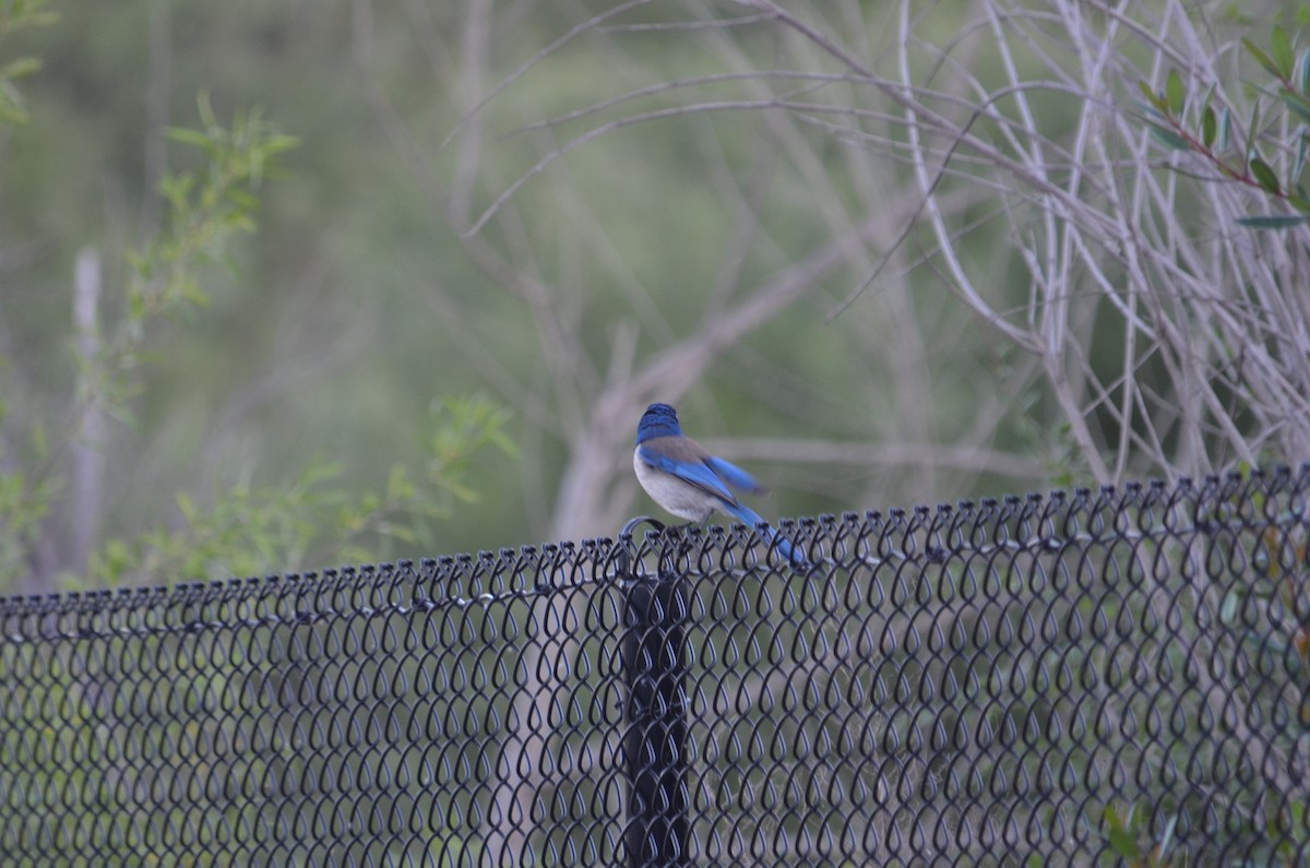 California Scrub-Jay - Maggie Avants