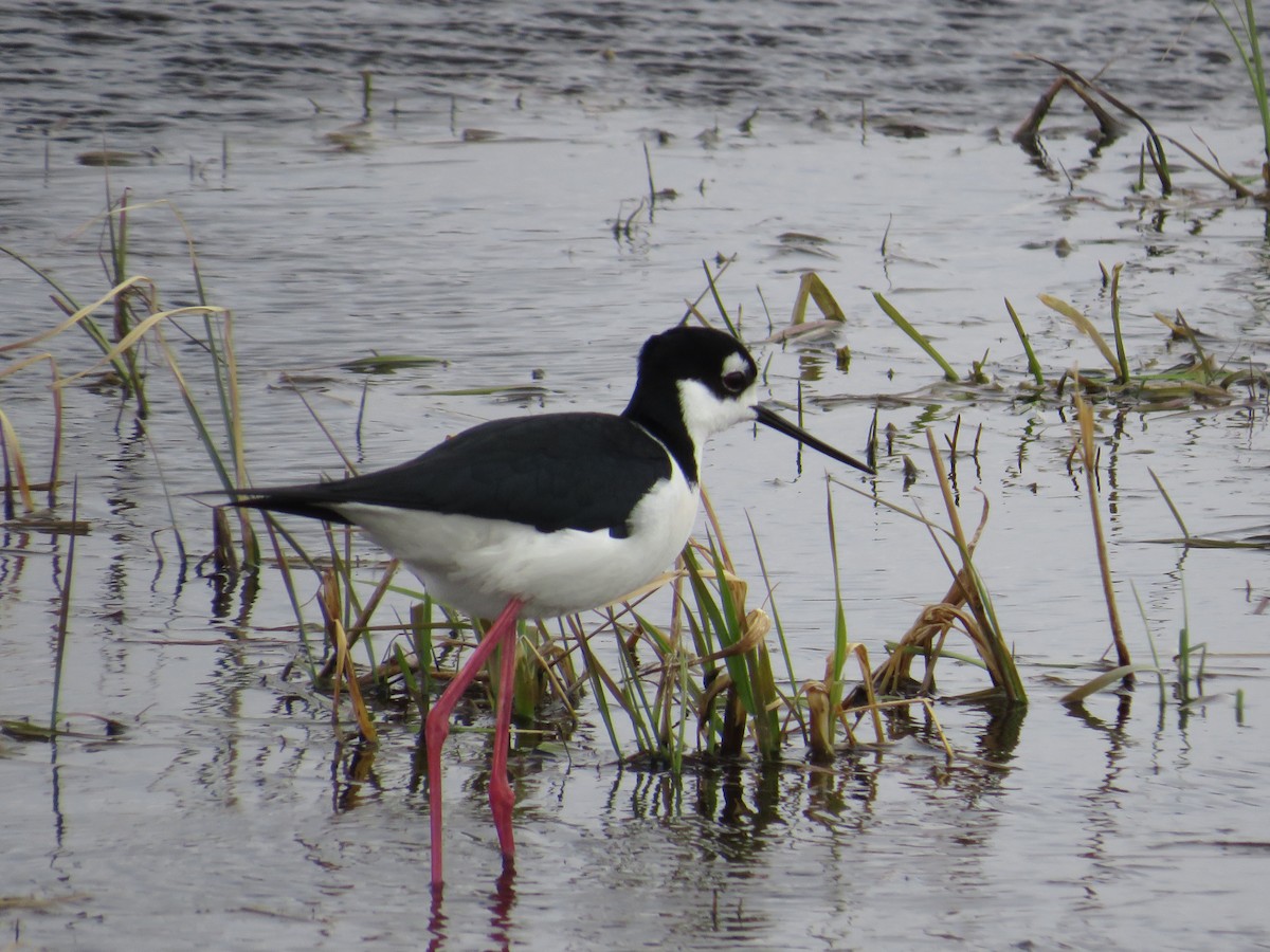 Black-necked Stilt - Dennis Kuchar