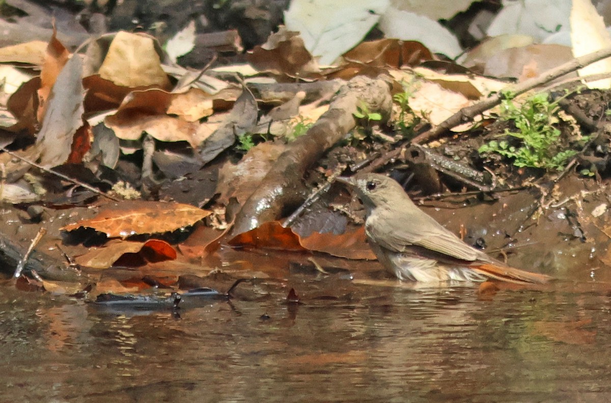 Rusty-tailed Flycatcher - ML618139543