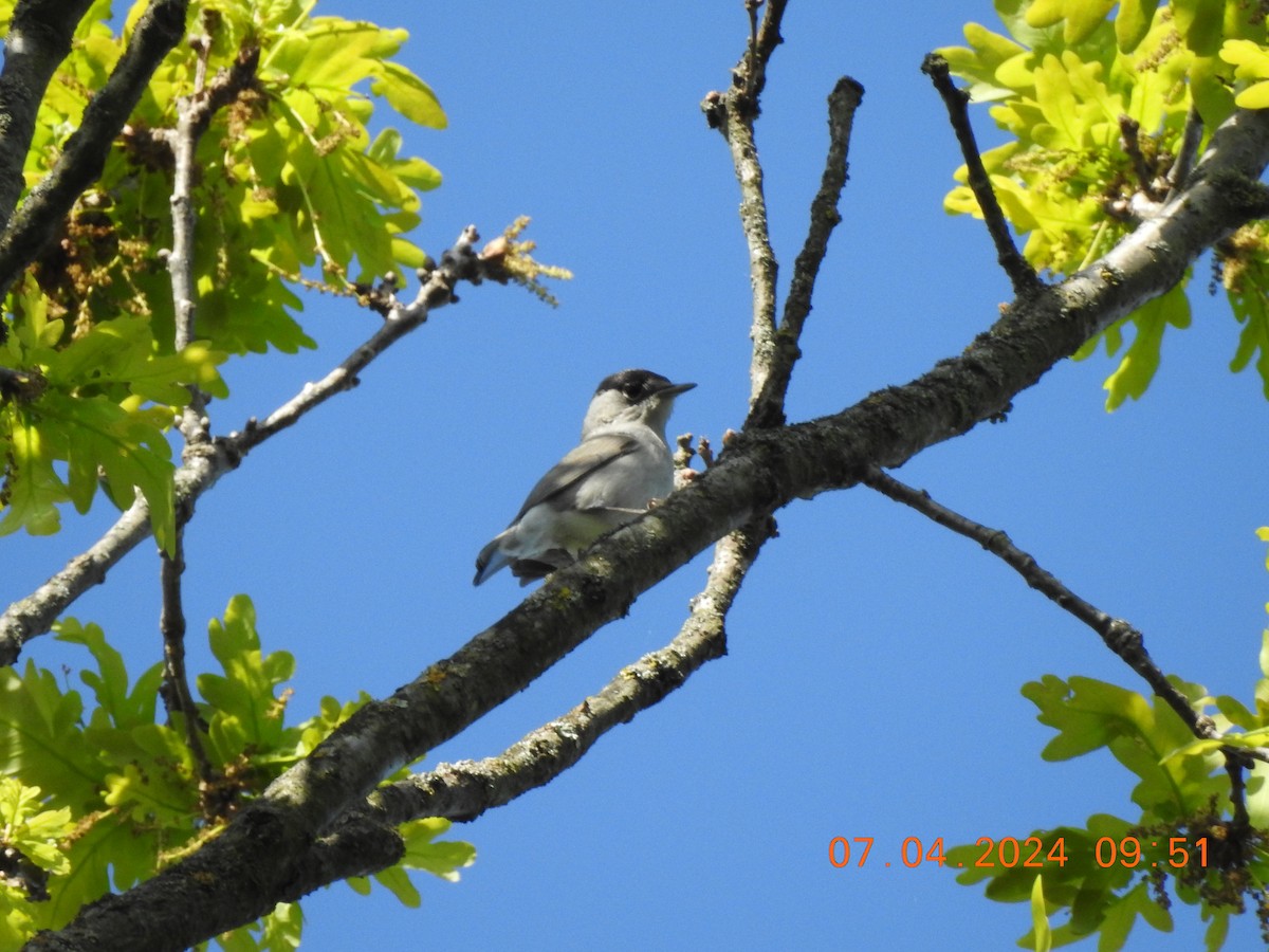 Eurasian Blackcap - Szabo Zoltan