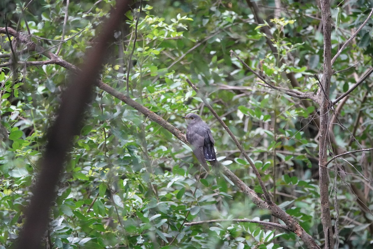 Oriental Cuckoo - hiya lin