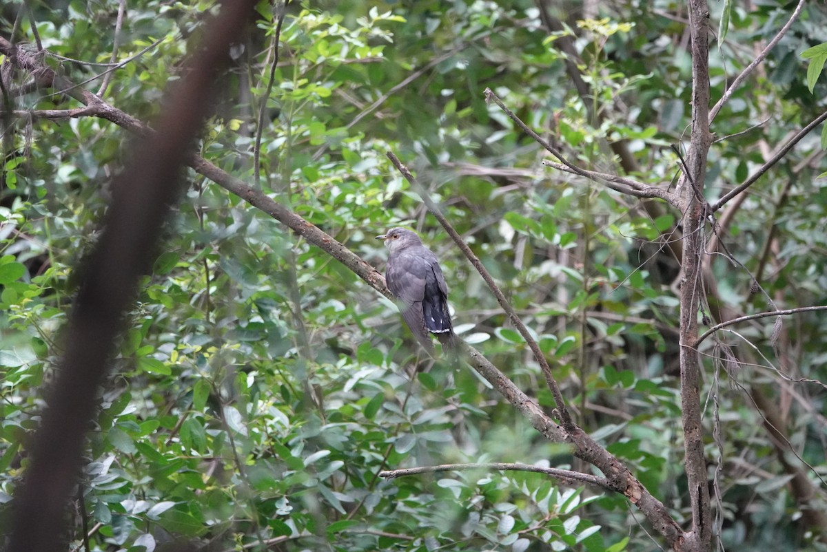 Oriental Cuckoo - hiya lin