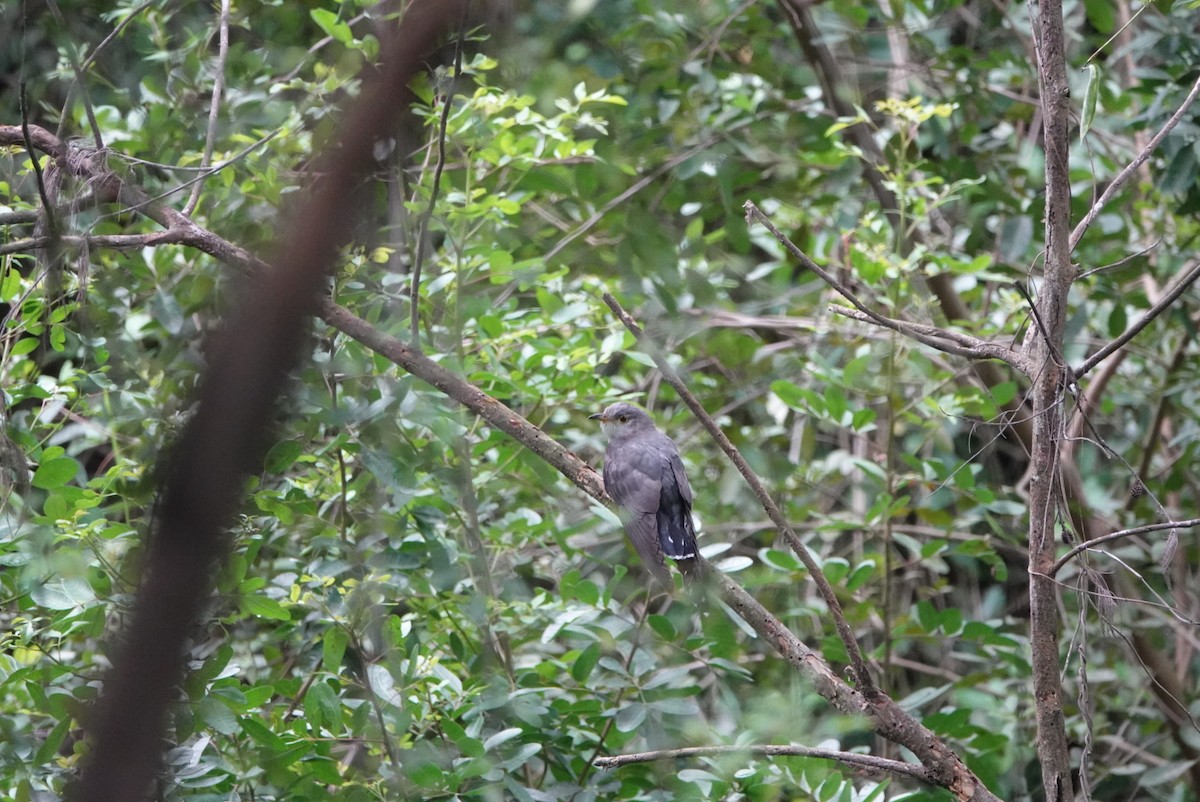 Oriental Cuckoo - ML618139560