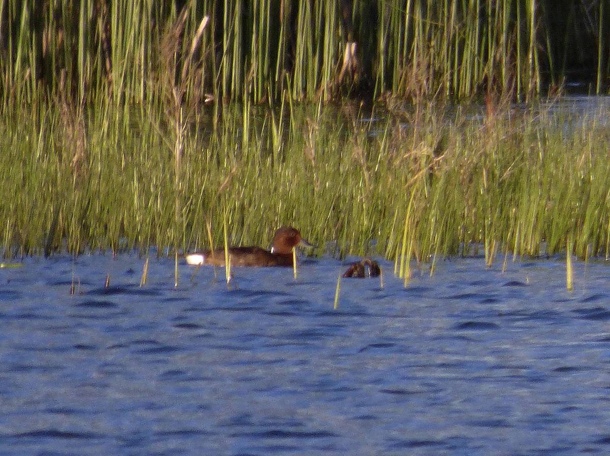 Ferruginous Duck - Alfonso Rodrigo