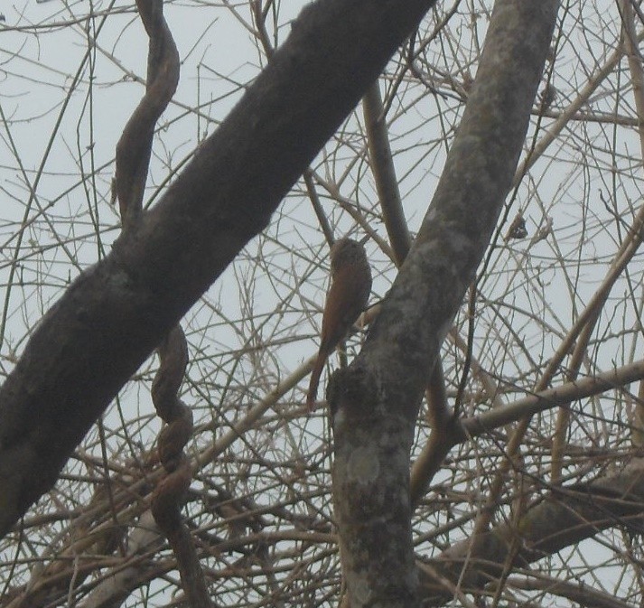 Streak-headed Woodcreeper - David Perrone