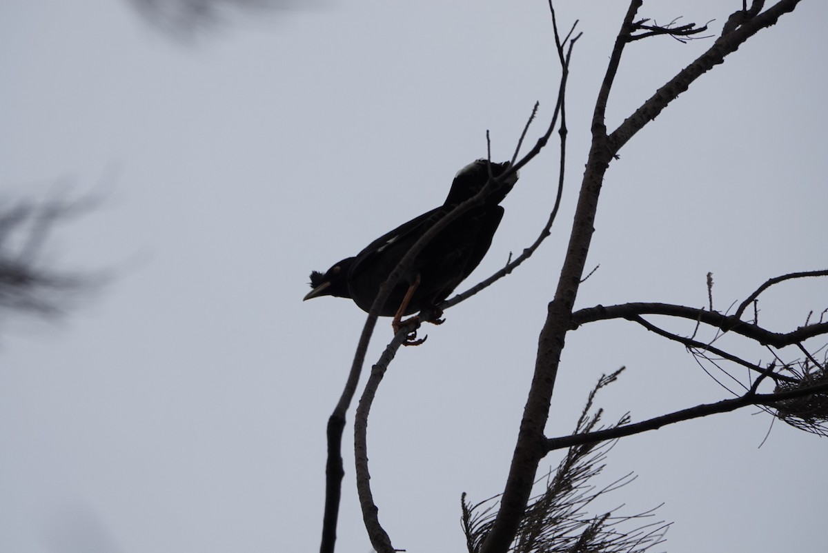 Crested Myna - hiya lin