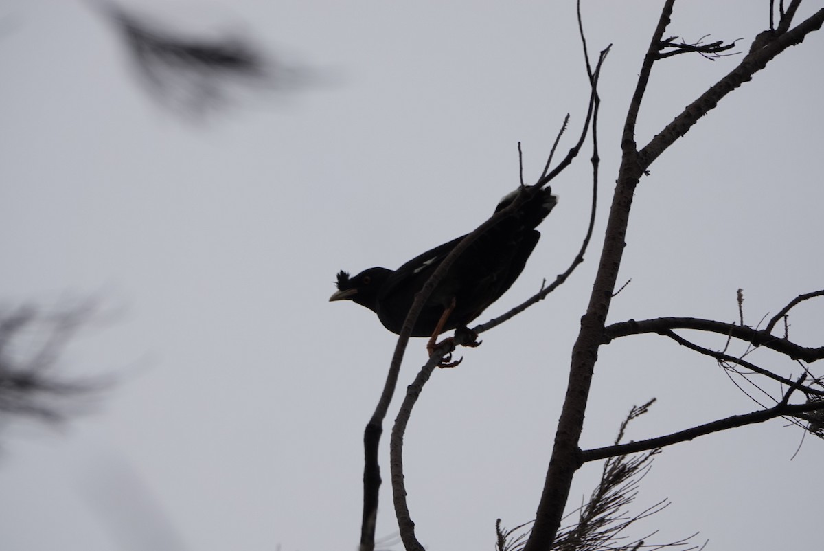 Crested Myna - hiya lin