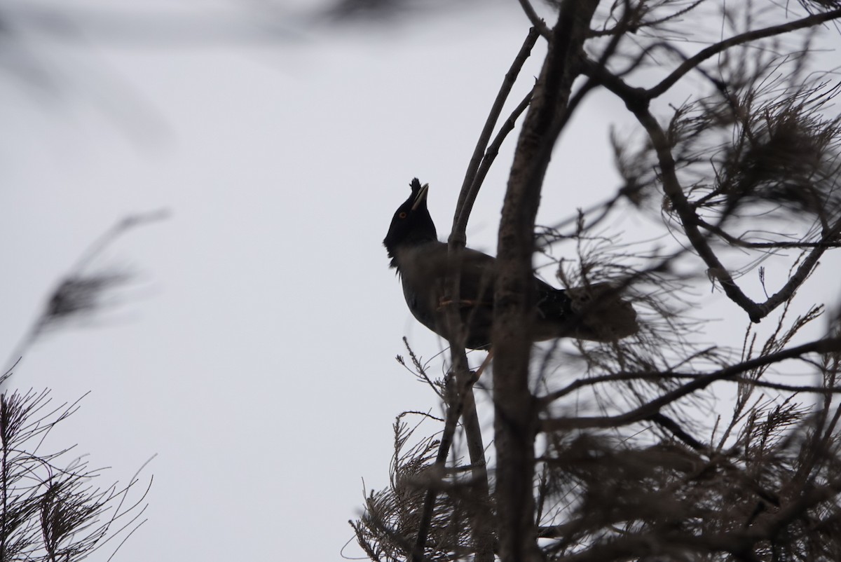 Crested Myna - hiya lin