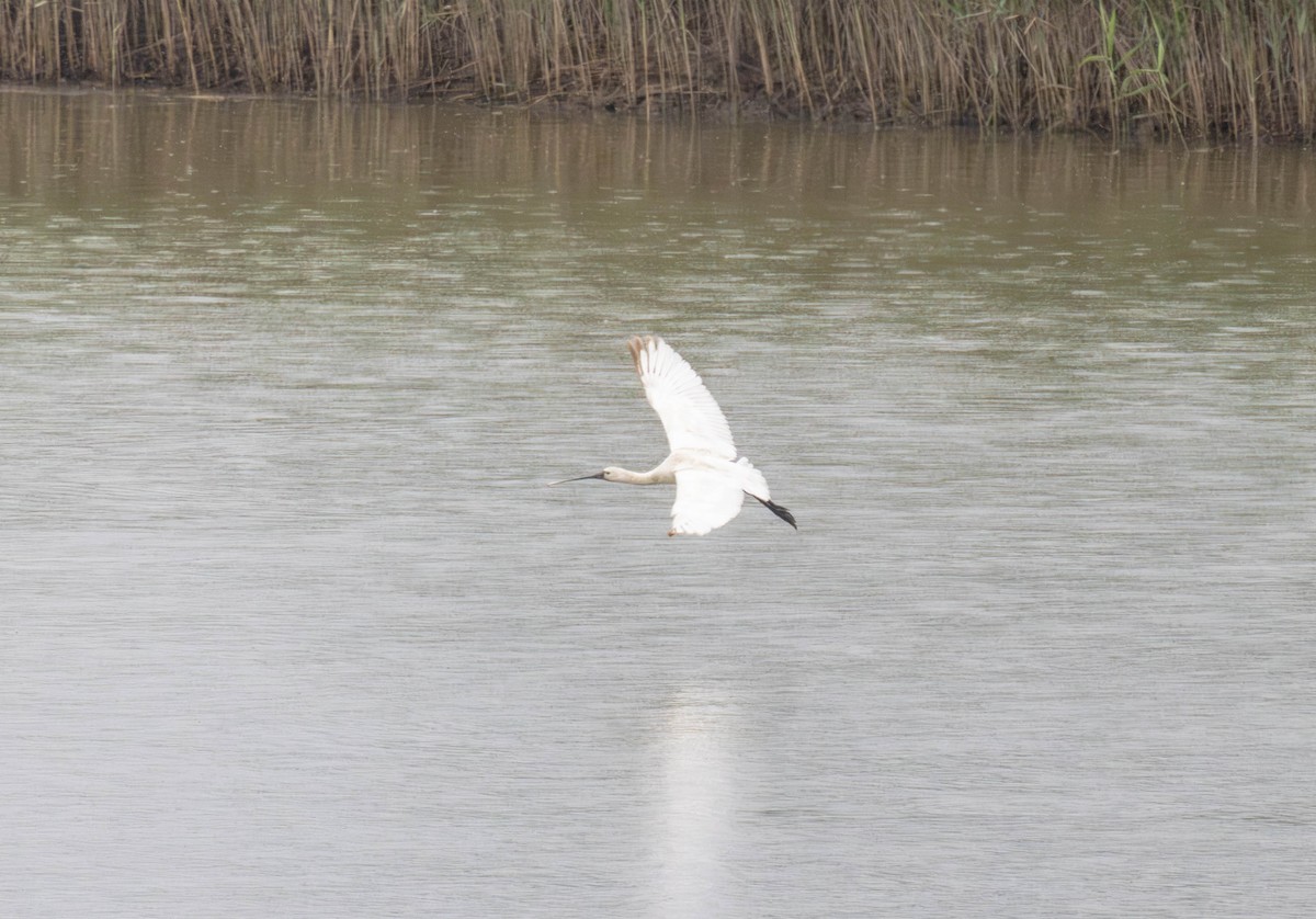 Eurasian Spoonbill - Archer Wang