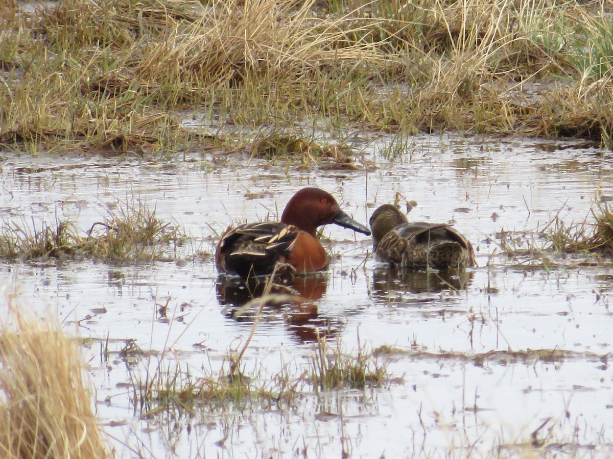 Cinnamon Teal - Dennis Kuchar