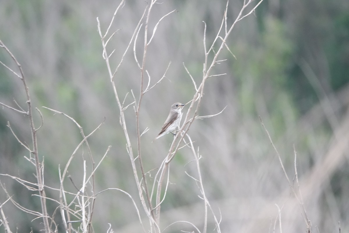 Gray-streaked Flycatcher - ML618139580