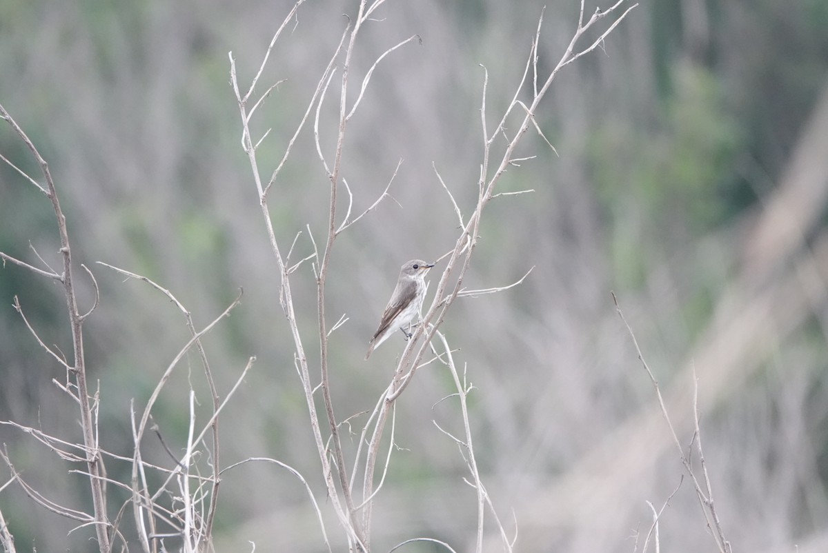 Gray-streaked Flycatcher - ML618139581