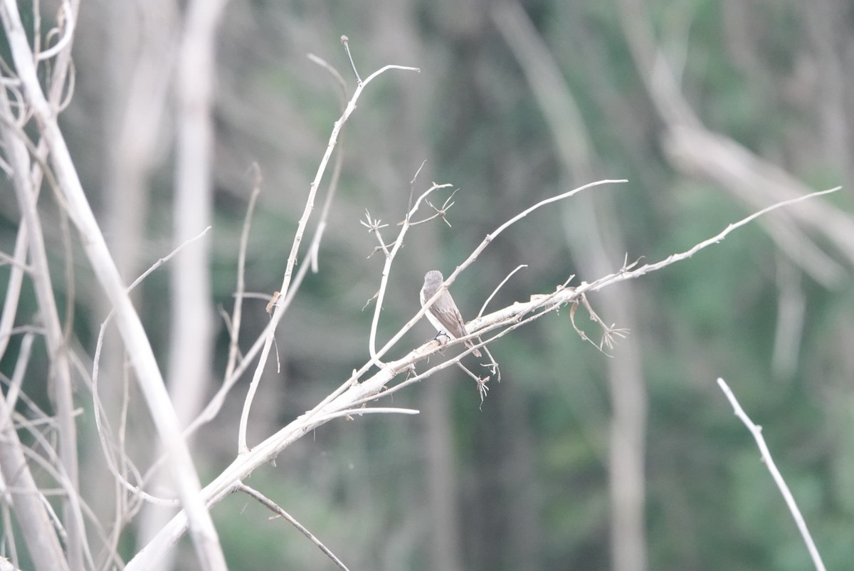 Gray-streaked Flycatcher - ML618139582