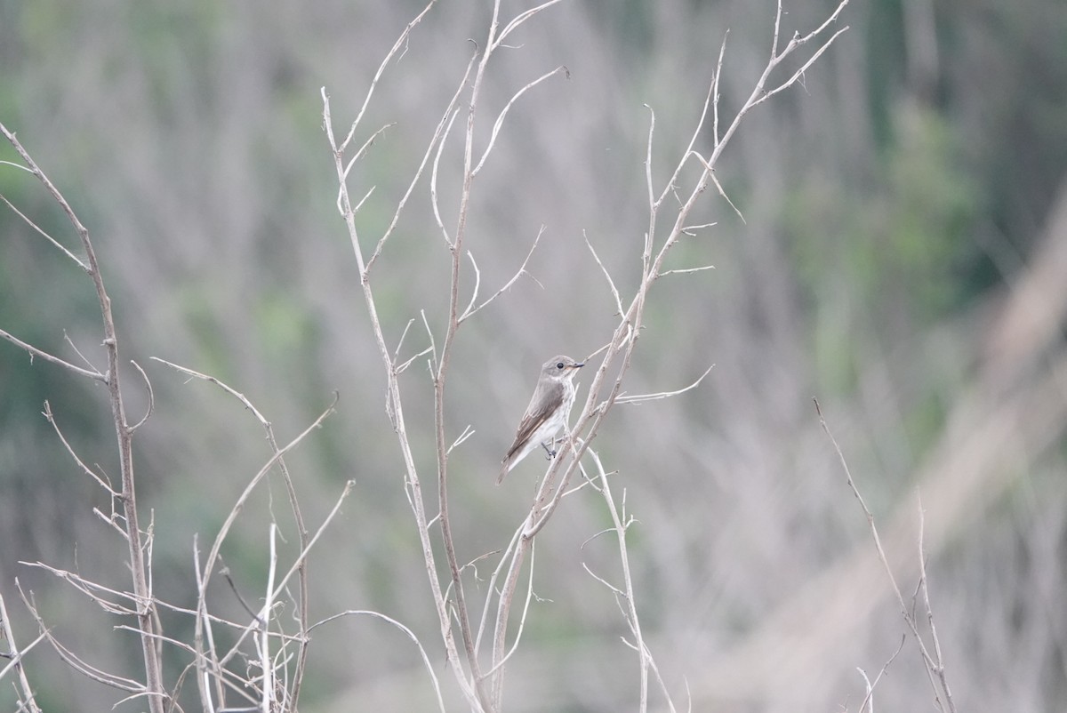 Gray-streaked Flycatcher - ML618139583