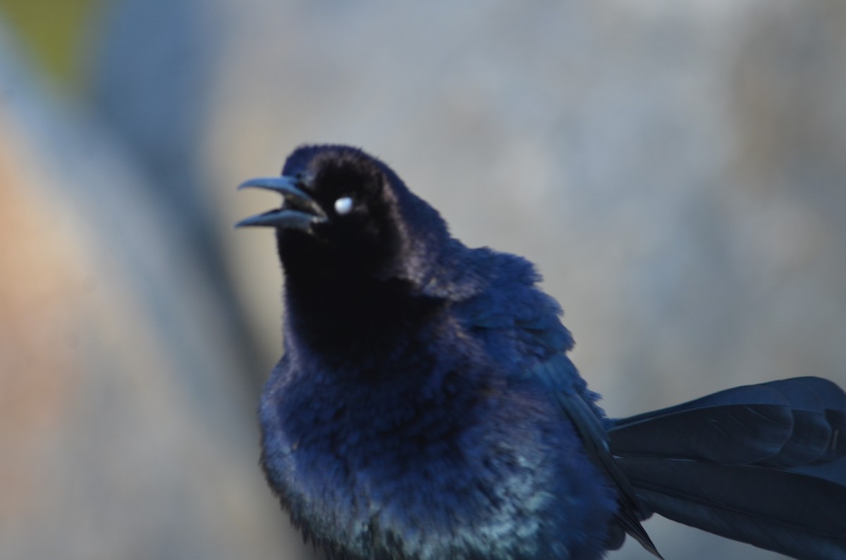 Great-tailed Grackle - Maggie Avants