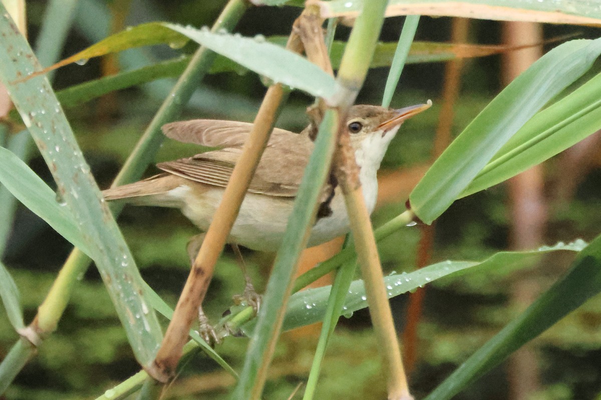 Common Reed Warbler - Stefan Aki Ragnarsson