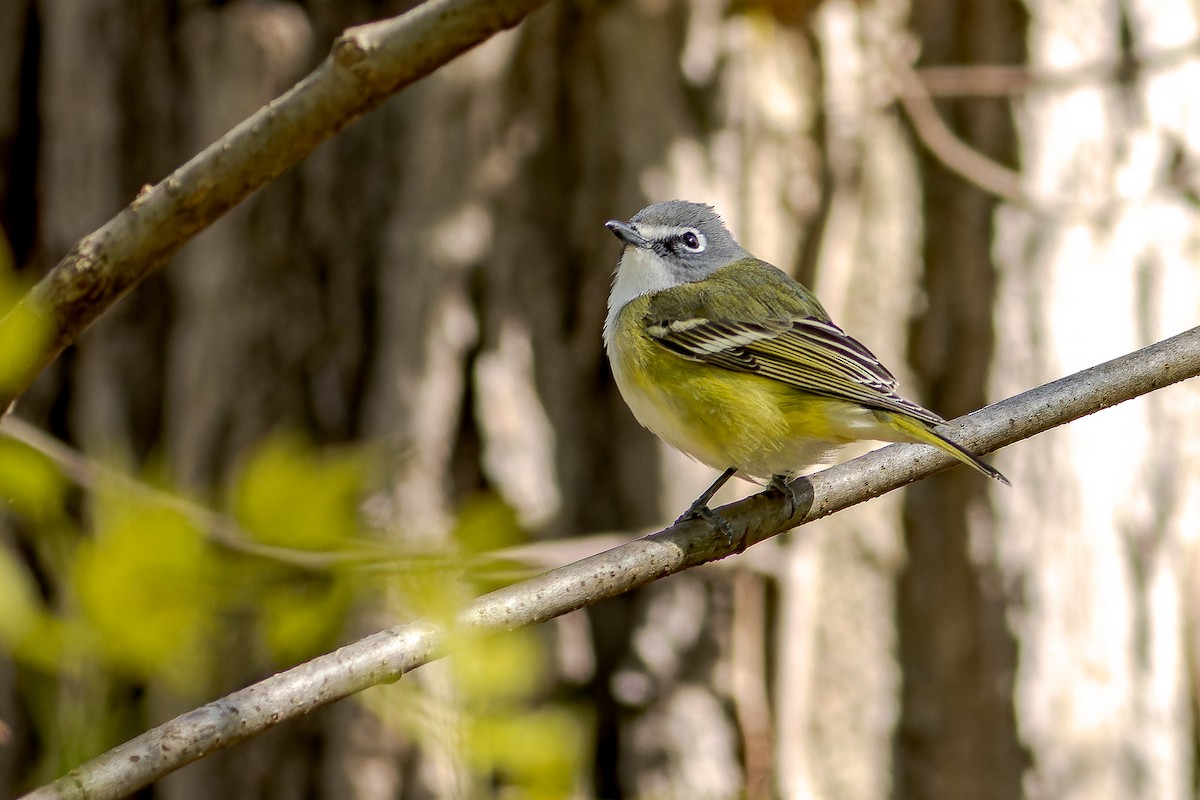 Mavi Başlı Vireo - ML618139636