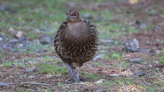 Mikado Pheasant - ML618139644