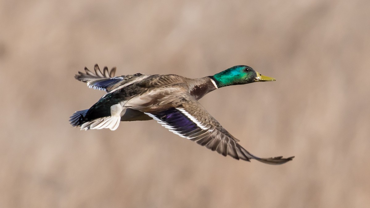 Mallard - Milan Martic