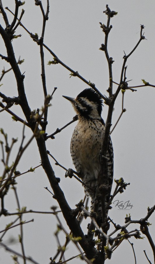 Ladder-backed Woodpecker - Kelly Isley