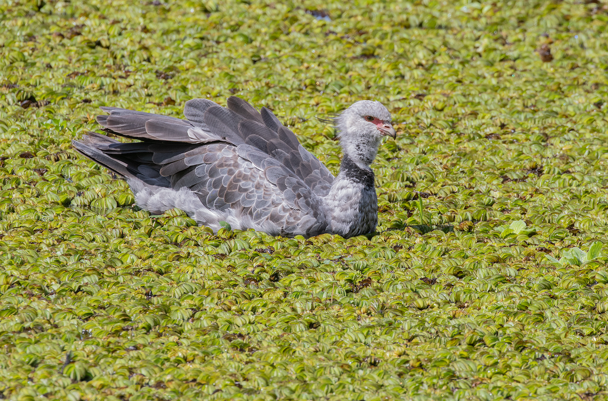 Southern Screamer - Ernst Mutchnick