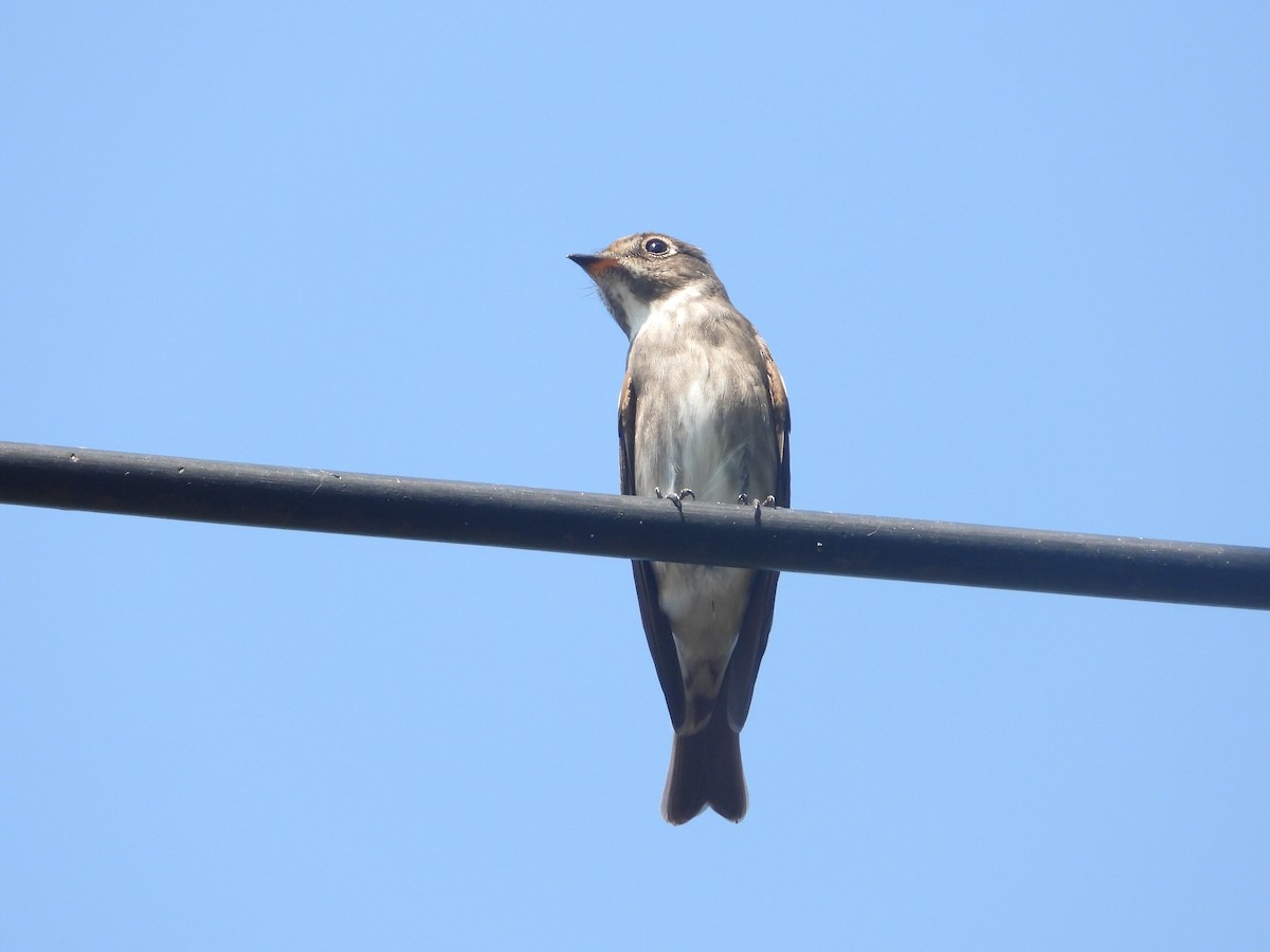 Dark-sided Flycatcher - Jukree Sisonmak