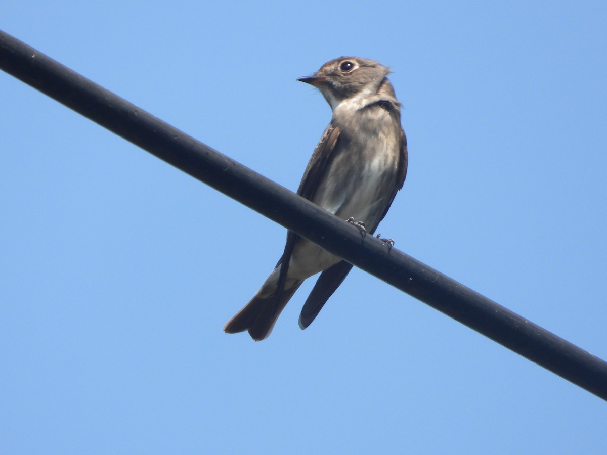 Dark-sided Flycatcher - Jukree Sisonmak