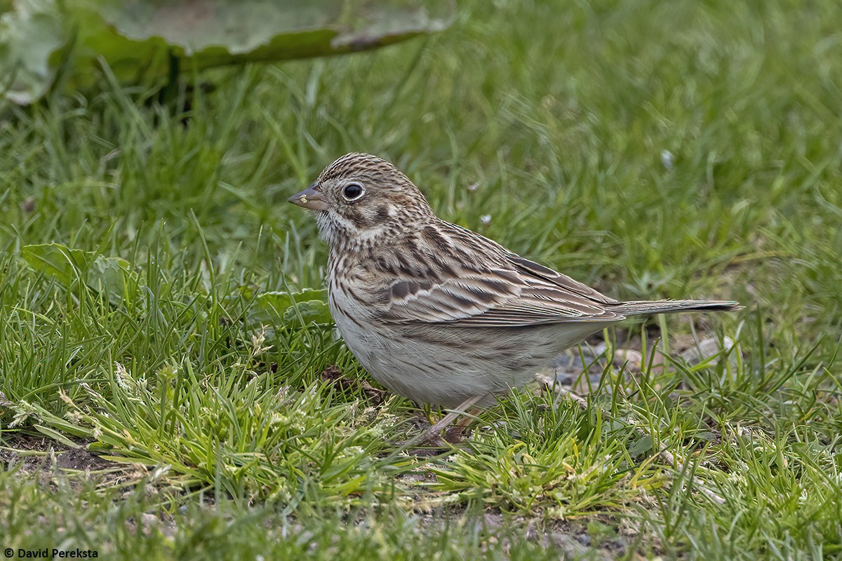 Vesper Sparrow - ML618139669