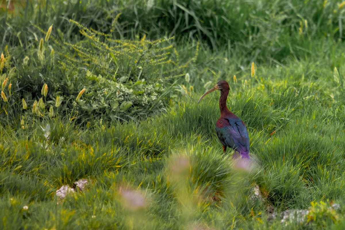 Glossy Ibis - ML618139673