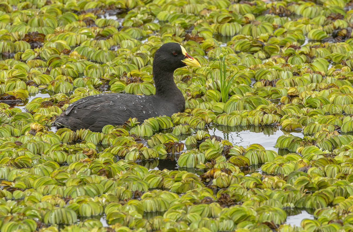 Red-gartered Coot - Ernst Mutchnick