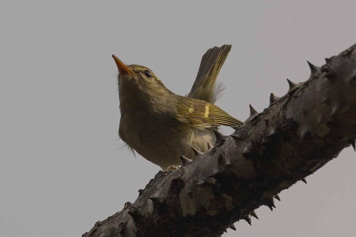 Blyth's Leaf Warbler - Samanvitha Rao