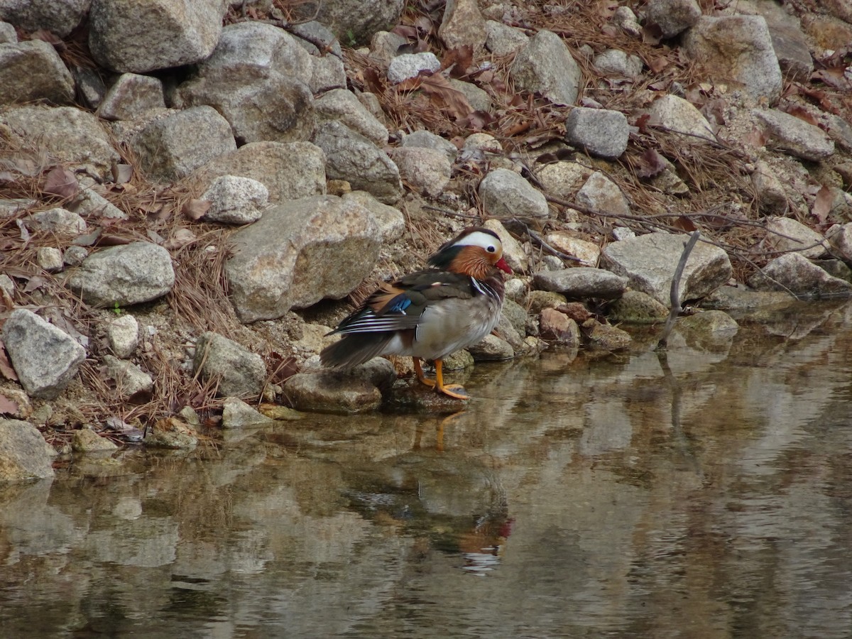 Mandarin Duck - Seunghyun Lee