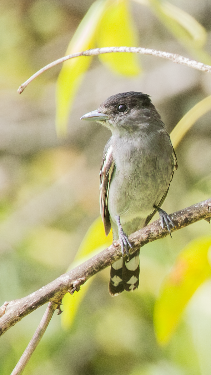 White-winged Becard - Ernst Mutchnick