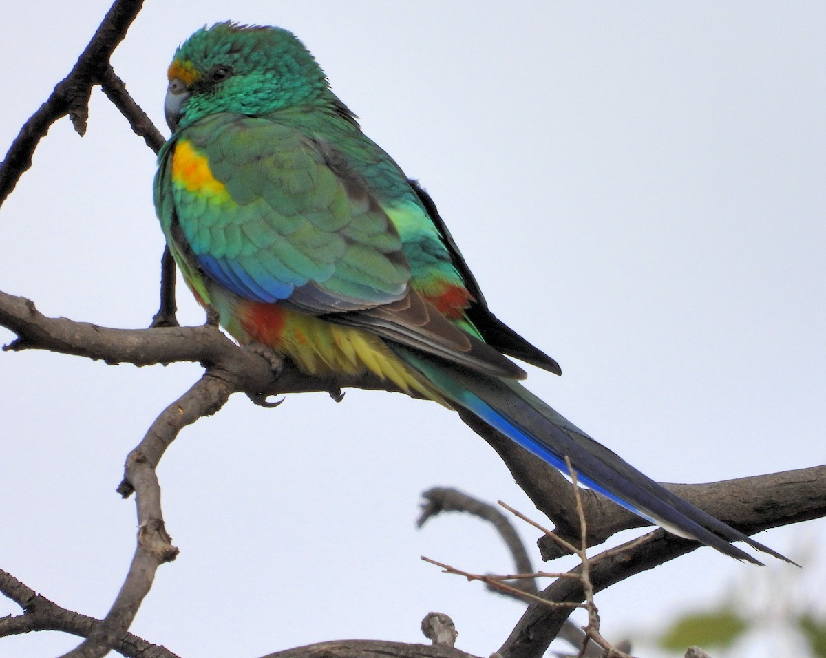 Mulga Parrot - Rodney van den Brink