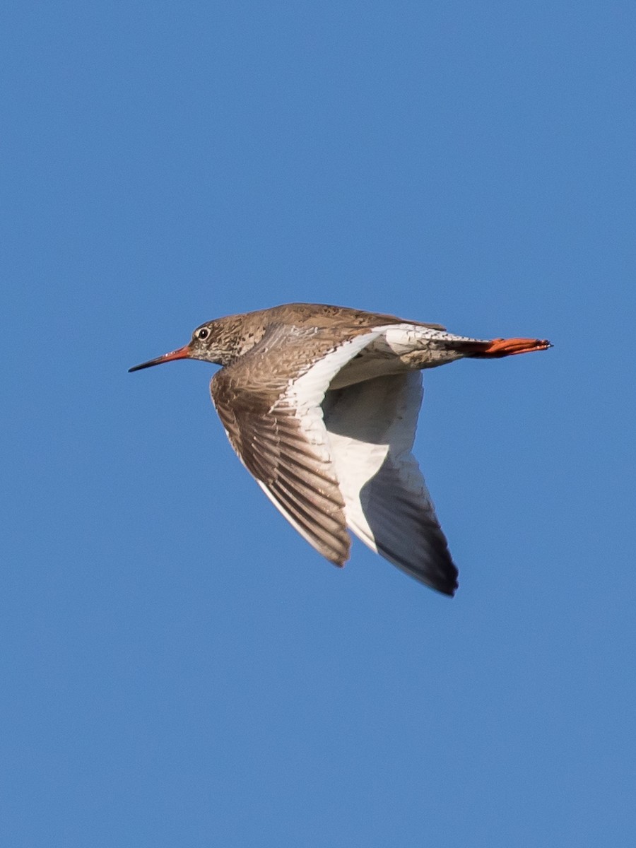 Common Redshank - Milan Martic