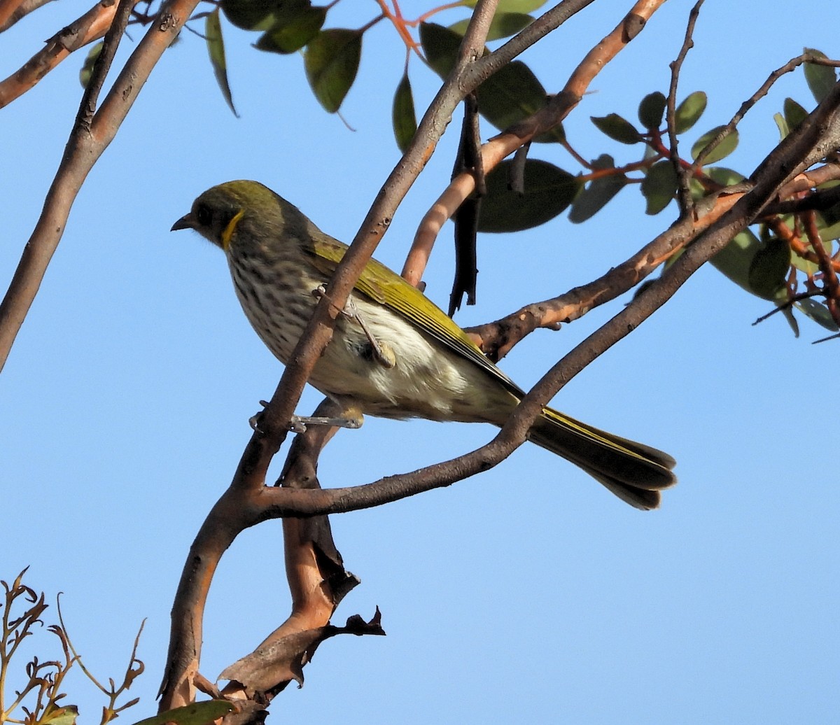 Yellow-plumed Honeyeater - Rodney van den Brink