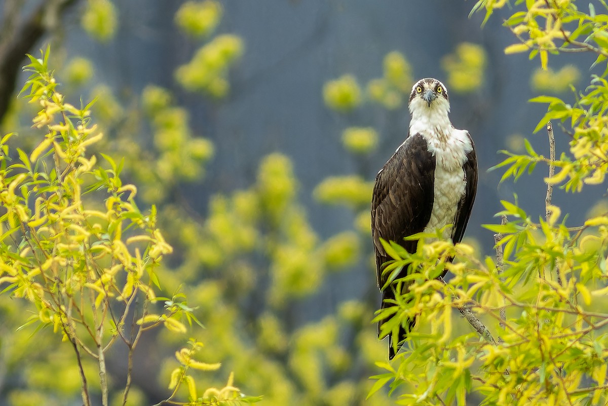 Osprey - ML618139718