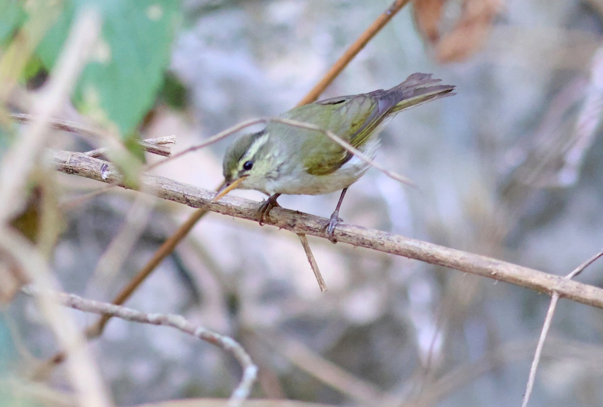 Western Crowned Warbler - PANKAJ GUPTA