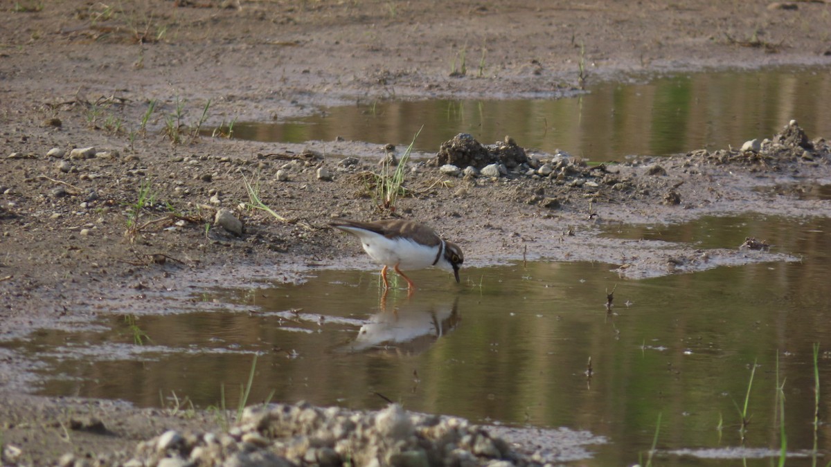 Little Ringed Plover - YUKIKO ISHIKAWA