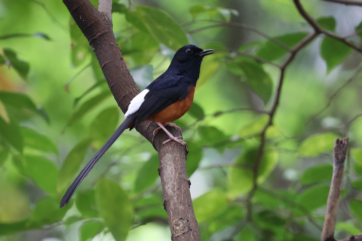 White-rumped Shama - Jian-Long(建龍) WU(吳)