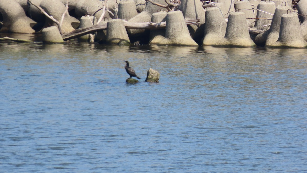 Great Cormorant - YUKIKO ISHIKAWA