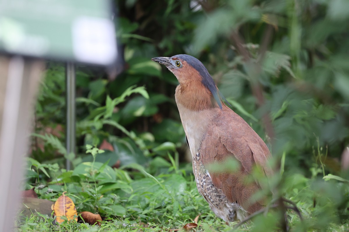 Malayan Night Heron - Jian-Long(建龍) WU(吳)