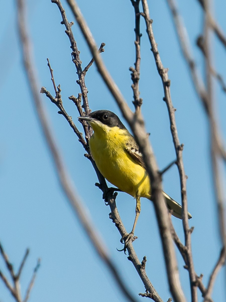 Western Yellow Wagtail (feldegg) - Milan Martic