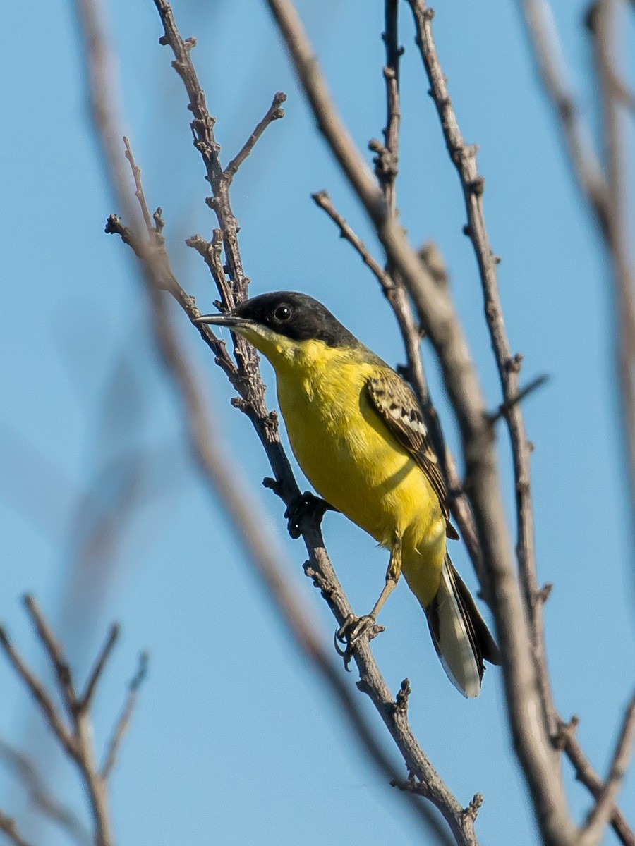 Western Yellow Wagtail (feldegg) - Milan Martic