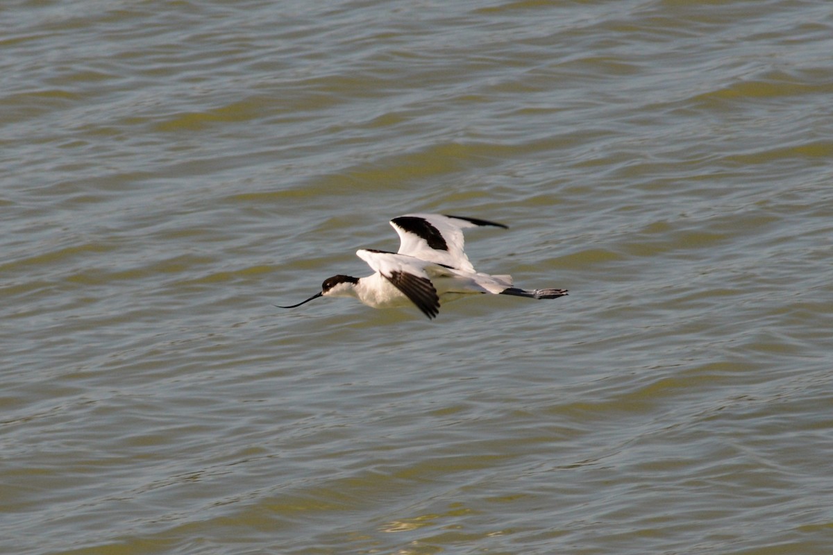 Pied Avocet - ML618139831