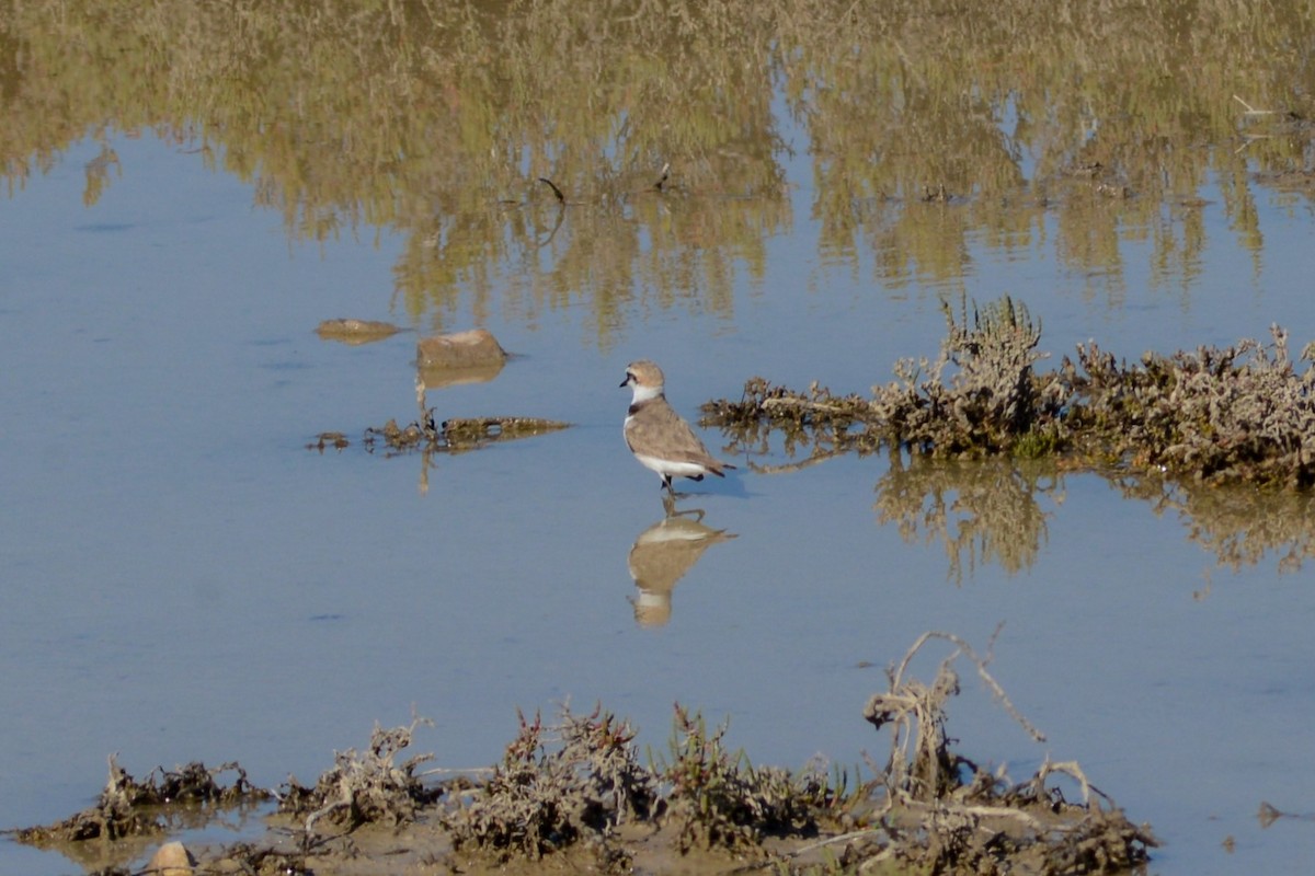 Kentish Plover - ML618139834